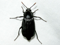 Necrodes littoralis